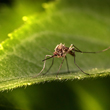 Erie County Mosquitoes Test Positive for West Nile Virus